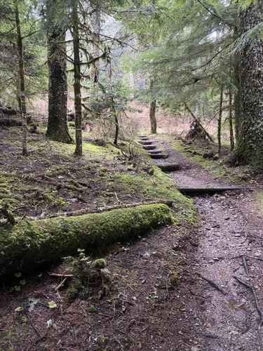 Best Camping Trails In Siuslaw National Forest | AllTrails