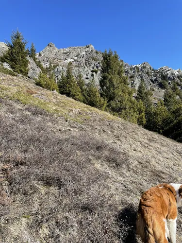 Best Dog Friendly Trails in Olympic National Forest AllTrails