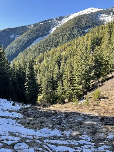 Dog friendly hikes shop olympic national forest