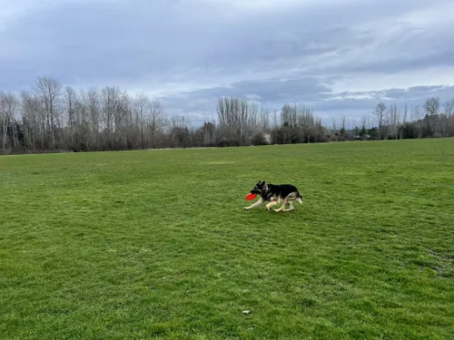 se permiten perros en el aeropuerto de seatac