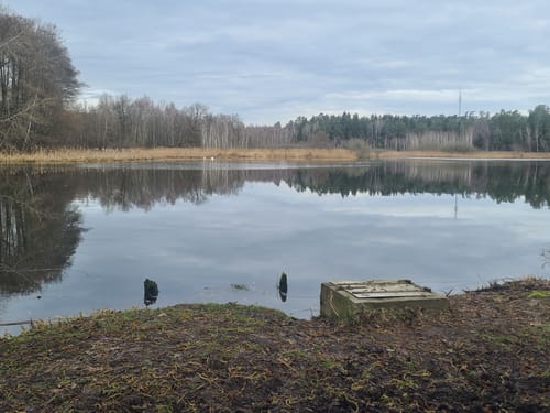 Sauforstrunde (Lila 9)