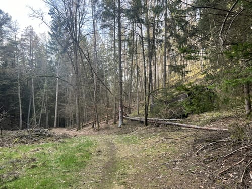 Wanderfreunde Regenstauf: Spechtweg