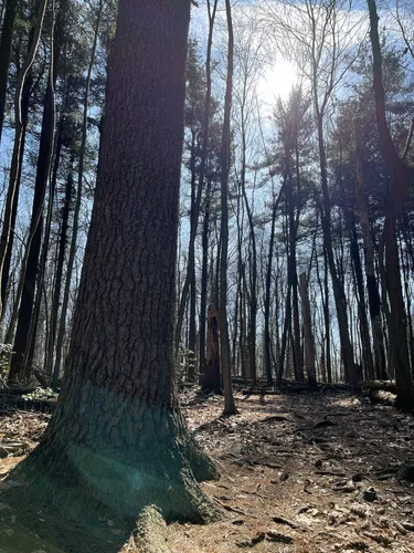 Best Moderate Trails in Nolde Forest - EyJidWNrZXQiOiJhc3NldHMuYWxsdHJhaWxzLmNvbSIsImtleSI6InVwbG9hZHMvcGhvdG8vaW1hZ2UvNzExMTMwMjUvNGQyZTI1ZGU0ODMwN2QzMDIzM2JkYmExNWRiMjkzOWMuanBnIiwiZWRpdHMiOnsidG9Gb3JtYXQiOiJ3ZWJwIiwicmVzaXplIjp7IndpZHRoIjo1MDAsImhlaWdodCI6NTAwLCJmaXQiOiJpbnNpZGUifSwicm90YXRlIjpudWxsLCJqcGVnIjp7InRyZWxsaXNRdWFudGlzYXRpb24iOnRydWUsIm92ZXJzaG9vdERlcmluZ2luZyI6dHJ1ZSwib3B0aW1pc2VTY2FucyI6dHJ1ZSwicXVhbnRpc2F0aW9uVGFibGUiOjN9fX0=