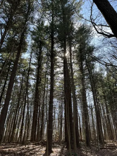 Best Moderate Trails in Nolde Forest - EyJidWNrZXQiOiJhc3NldHMuYWxsdHJhaWxzLmNvbSIsImtleSI6InVwbG9hZHMvcGhvdG8vaW1hZ2UvNzExMTMwMzIvOTk3M2JlOTk0OTAwZmZmZjU0OWEyMWQ2NjVjZTY4MWUuanBnIiwiZWRpdHMiOnsidG9Gb3JtYXQiOiJ3ZWJwIiwicmVzaXplIjp7IndpZHRoIjo1MDAsImhlaWdodCI6NTAwLCJmaXQiOiJpbnNpZGUifSwicm90YXRlIjpudWxsLCJqcGVnIjp7InRyZWxsaXNRdWFudGlzYXRpb24iOnRydWUsIm92ZXJzaG9vdERlcmluZ2luZyI6dHJ1ZSwib3B0aW1pc2VTY2FucyI6dHJ1ZSwicXVhbnRpc2F0aW9uVGFibGUiOjN9fX0=