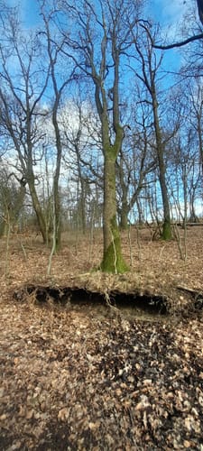 Von Blomberg rund um den Eichenberg und den Brunerberg