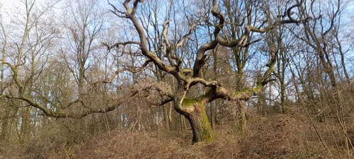 Von Blomberg rund um den Eichenberg und den Brunerberg