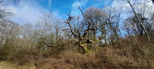 Von Blomberg rund um den Eichenberg und den Brunerberg