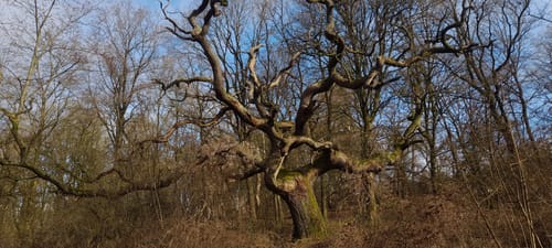 Von Blomberg rund um den Eichenberg und den Brunerberg