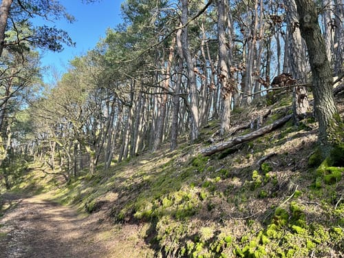 Battenberger Burgenweg (Premiumspazierwanderweg)