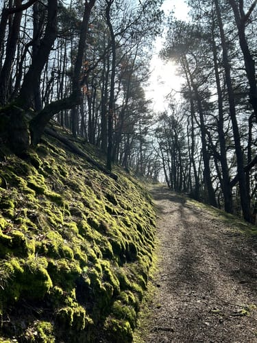 Battenberger Burgenweg (Premiumspazierwanderweg)