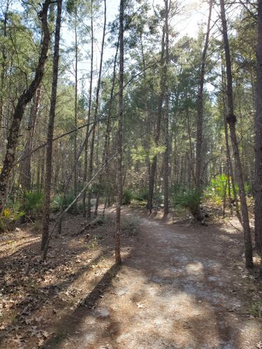 Turkey Creek Sanctuary – Florida Hikes