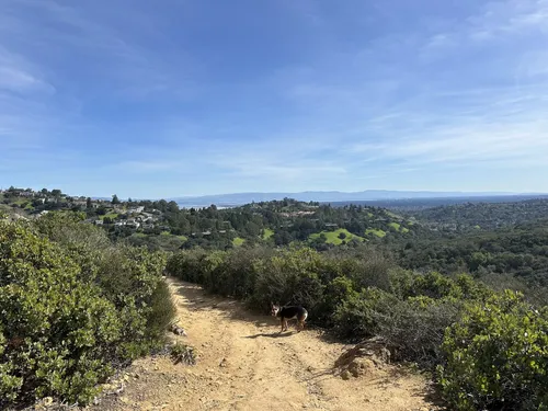 Best Trail Running Trails in Pulgas Ridge Open Space Preserve | AllTrails