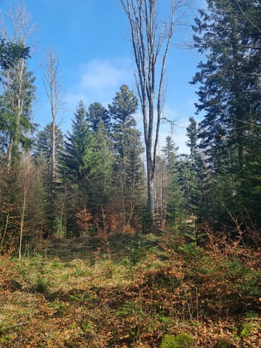 Kirchseewanderung über Streitberg
