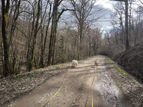 Best Forest Trails in Forêt domaniale de Grésigne | AllTrails