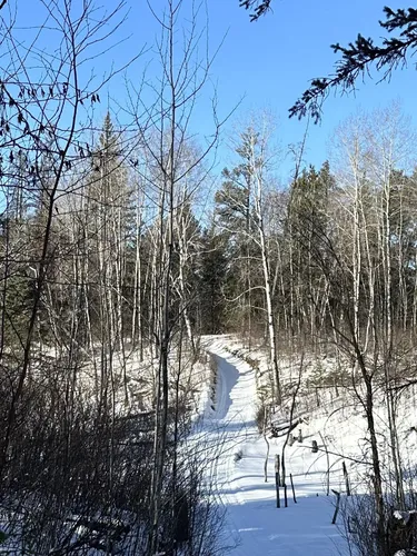 Best Forest Trails in Sandilands Provincial Forest AllTrails