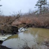 Loch Lynn Trail, Maryland - 7 Reviews, Map | AllTrails