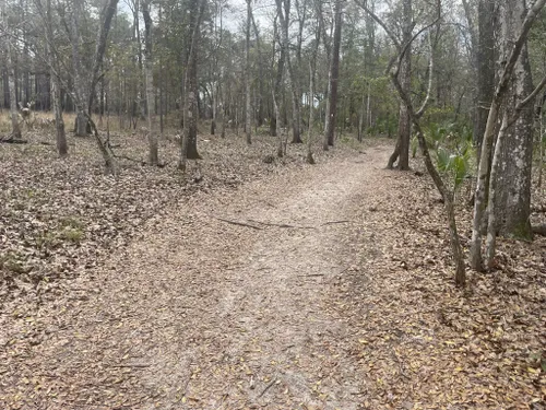 Wekiwa Springs Wet to Dry Trail – Florida Hikes