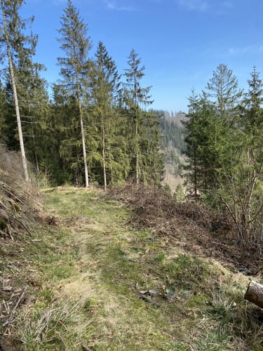 Hüttschenthal - Wildemann