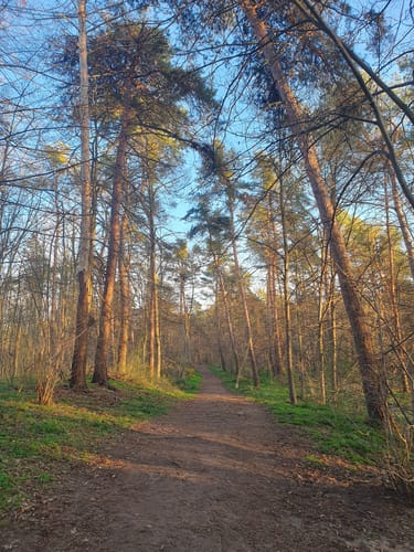Dossenwald Rundweg Nr. 3