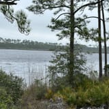 Pine Beach Trail, Alabama - 494 Reviews, Map | AllTrails