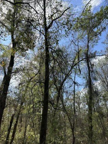 Best Hikes and Trails in Turkey Creek Preserve