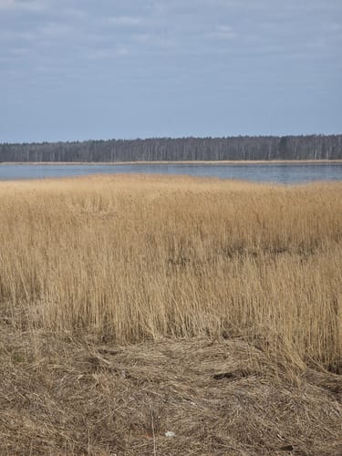 Barhöfter Kliff