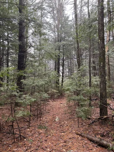 Best Hikes and Trails in Boston Lot Conservation Area | AllTrails