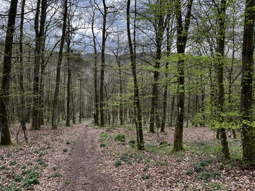 Um Schneitweg und Schloss Karlstein