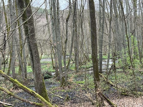 Schlaubetal: Bremsdorfer Mühle - Kieselwitzer Mühle