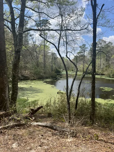 Coastal Calm: 5 Beautiful Hiking Trails in Jacksonville – North Carolina