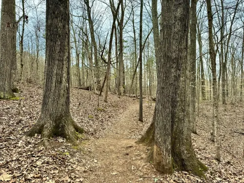 Best Hikes and Trails in Trotter Bluff Small Wild Area | AllTrails