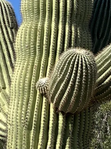 Best Bird Watching Trails in Usery Mountain Regional Park | AllTrails