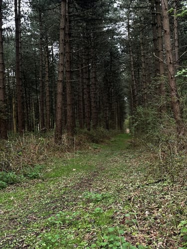Römerstraßenweg durch die Haard