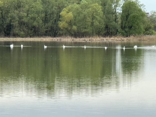 Ering Tour 18 - Wandern in Naturschutzgebiet Unterer Inn