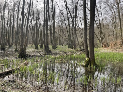 Schelfwerder