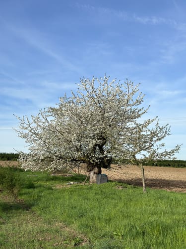 Oeffinger Rundweg - Fellbach