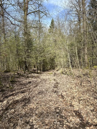Spessartspur "Wildromantische Hirschbornteiche"