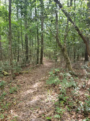 Best Forest Trails In Coldspring Alltrails