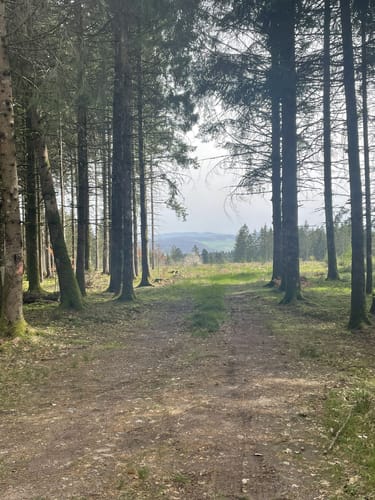 Durch den Wald bei Hänner