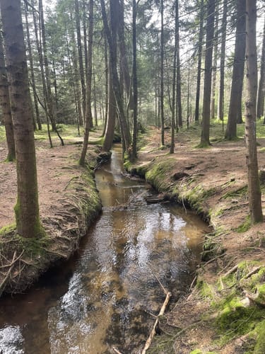 Durch den Wald bei Hänner