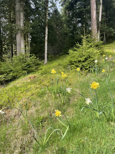 Durch den Wald bei Hänner