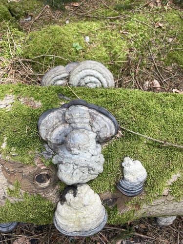 Durch den Wald bei Hänner