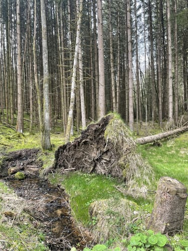 Durch den Wald bei Hänner