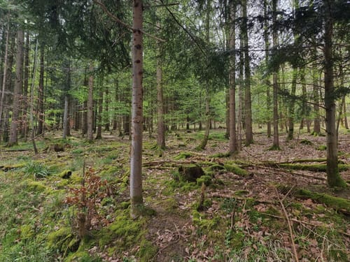 Herrenhölzle Rundweg 3