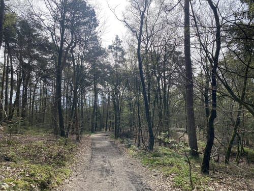Herrmannsweg Etappe 2: Riesenbeck - Tecklenburg