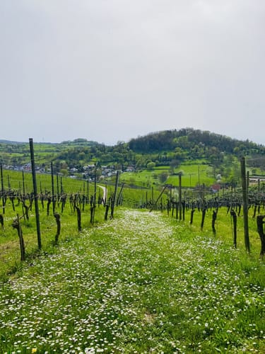 Bensheim nach Schönberg über dem Kirchberg