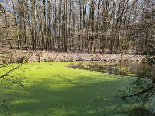 Rundwanderung in der Hahnheide ab Sängerberg