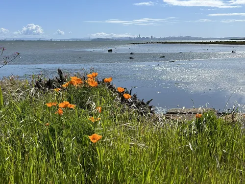 Best Hikes and Trails in Point Isabel Regional Shoreline | AllTrails
