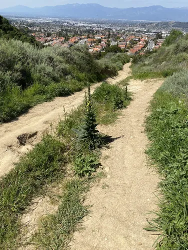 Best Forest Trails in Puente Hills Preserve | AllTrails