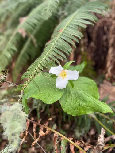 Best Forest Trails in Spencer Butte Park | AllTrails